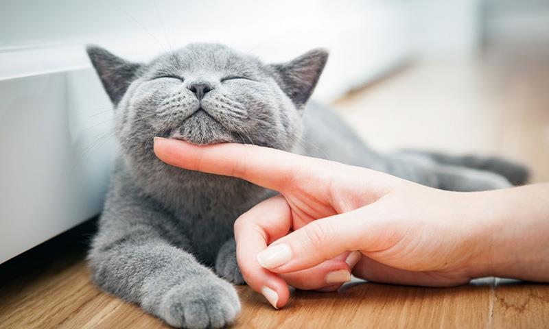 Mơ thấy mèo đánh số mấy để trúng lớn? Tổng hợp các con số may mắn liên quan đến giấc mơ mèo.