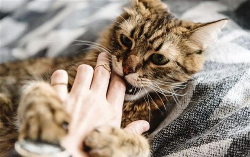 Chi tiết các trường hợp mơ thấy mèo và luận giải số đề tương ứng: Từ mèo con đến mèo tam thể.